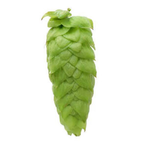 vic secret hop flower