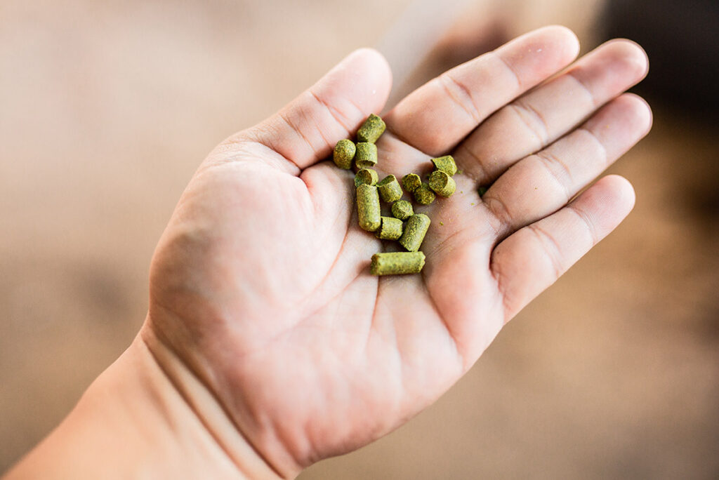 Pellets hops on my hand for home brewing