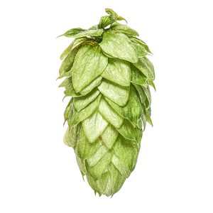 motueka hops