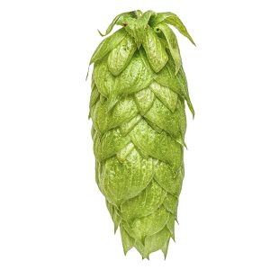 nelson sauvin hops