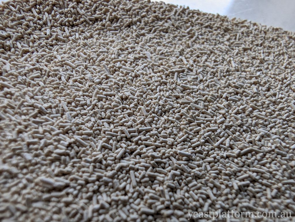 close up of lager yeast