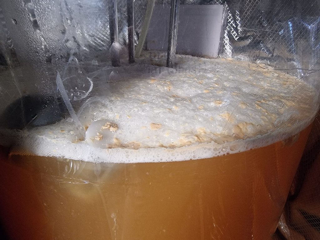 fermenting lager